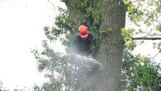 Specialist in tree uprooting Voorst