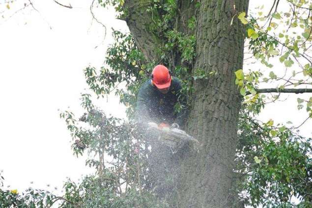 Specialist in tree uprooting Wageningen