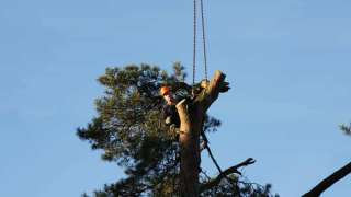 Specialist in tree uprooting Voorst