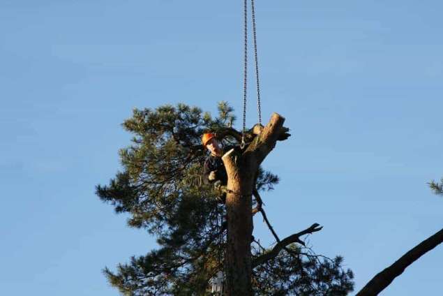 Specialist in tree uprooting Nijkerk
