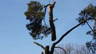 Specialist in tree uprooting Weststellingwerf