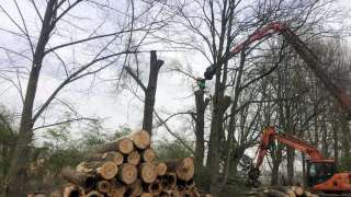 Specialist in tree uprooting Velsen