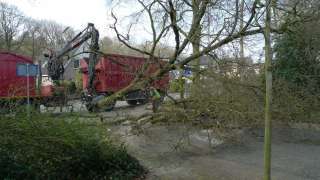 Specialist in tree uprooting Westerkwartier