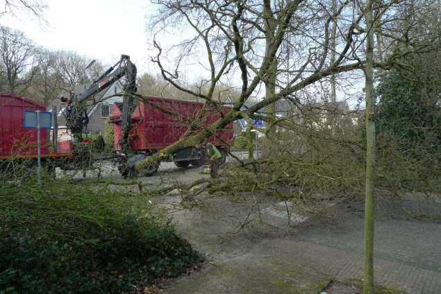 Specialist in tree uprooting Oegstgeest