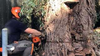 Specialist in tree uprooting Tilburg