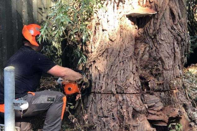 Specialist in tree uprooting Scherpenzeel