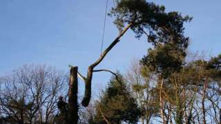 Een boomstronk verwijderen: hoe werkt dat in Woensdrecht?