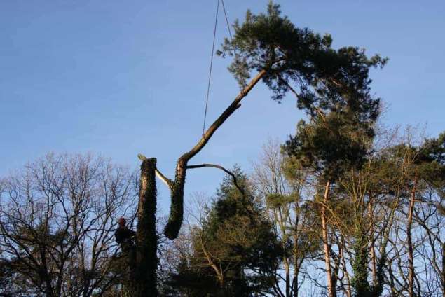 Een boomstronk verwijderen: hoe werkt dat in Woudenberg?