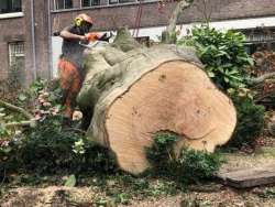 Bomen kappen Molenaarsgraaf