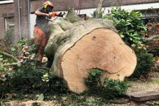 Bomen kappen Molenaarsgraaf