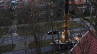 boom rooien Den Haag