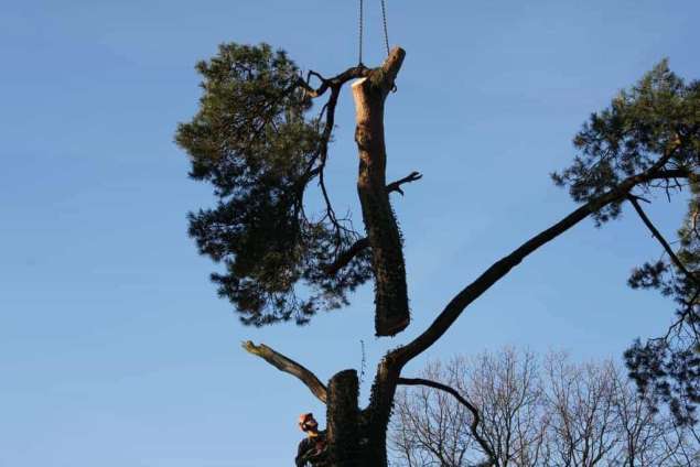 Machinaal bomen verwijderen in Beverwijk