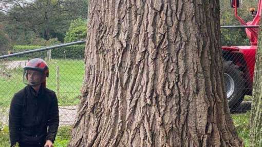 Machinaal bomen verwijderen in Hengelo (Overijssel)