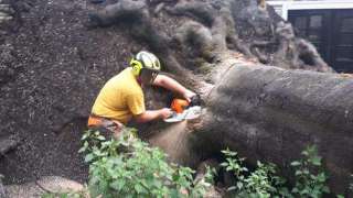Handmatig bomen verwijderen  in Maasgouw