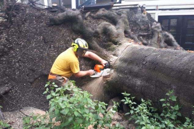 Handmatig bomen verwijderen  in Mill en Sint Hubert