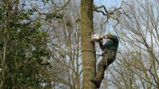Handmatig bomen verwijderen  Venray
