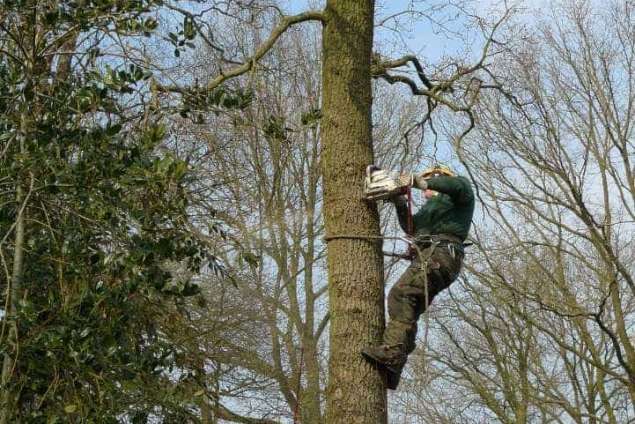 Handmatig bomen verwijderen  Aalten