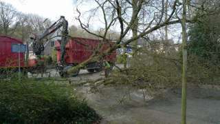 Voorwaarden voor het verwijderen van boomstronken in Voorschoten