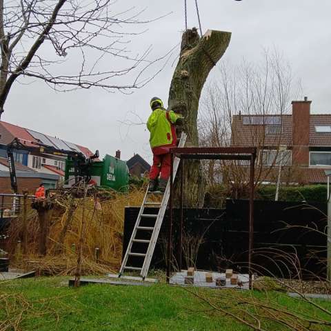 7 3 2025 bomen verwijderen Spijkenisse - Blog - A van Spelde Hoveniers
