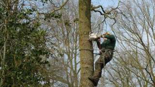 Kosten van het verwijderen van een boomstronken in Assen 