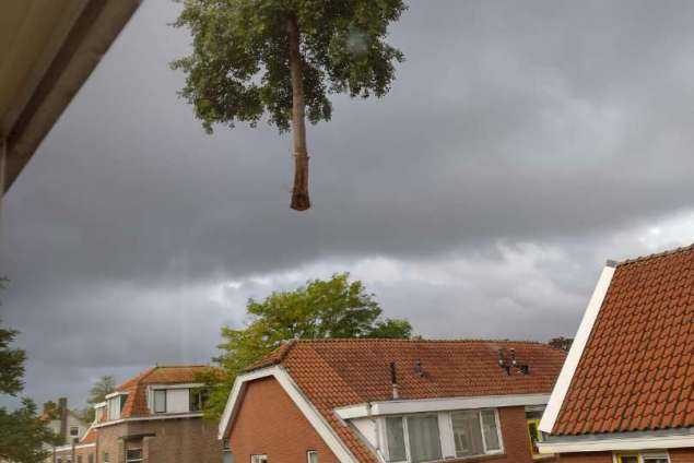 boom verwijderen Delft
