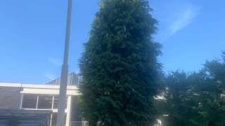 boom verwijderen Breda en stronk uitfrezen