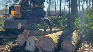 verwijderen van bomen in Best Eindhoven