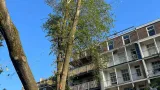 images/0000nieuws/2023/12-strom-boom-amsterdam/omgevallen-strom-boom-kapen-amsterdam-storm-polly.-hoveniers-bedrijf8-160x90-dfb