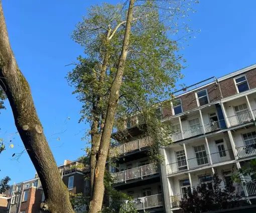images/0000nieuws/2023/12-strom-boom-amsterdam/omgevallen-strom-boom-kapen-amsterdam-storm-polly.-hoveniers-bedrijf8-510x424-35a