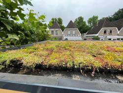 groene daken aanleggen Utrecht