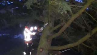 verwijderen van bomen in Eindhoven Mierlo door middel van klimmen en kraanwerk 