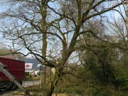 Bomen kappen Vorstenbosch