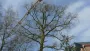 images/001-tuinaanleg-ettenleur/001bilthoven/Rooien-van-bomen-Bilthoven-Hilversum-90x51-126