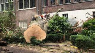 Amsterdam kappen en rooien van bomen