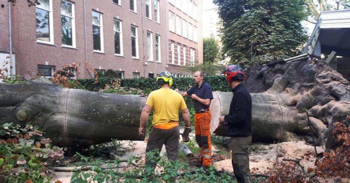 Boom Verwijderen Boom Kappen Stronken Frezen - A Van Spelde Hoveniers