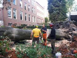 Bomen kappen Jaarsveld