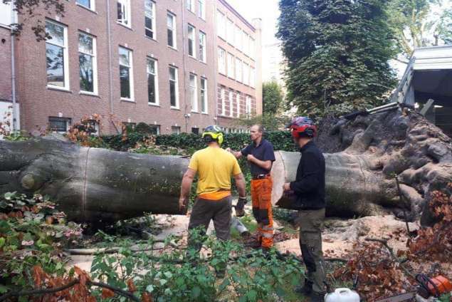 Bomen kappen Langbroek
