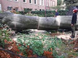 images/001-tuinaanleg-ettenleur/amsterdam-beuken-boom-kappen/rooien-van-beuken-boom-in-centrum-amsterdam-storm-boom-250x188-3da