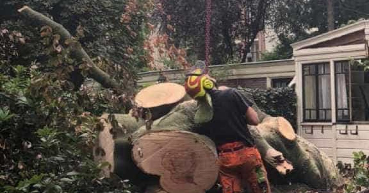 Boom Verwijderen Boom Kappen Stronken Frezen - A Van Spelde Hoveniers