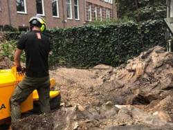Bomen kappen Esbeek