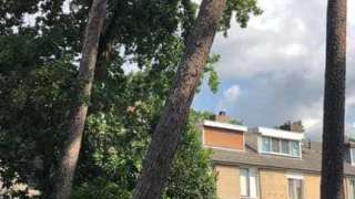 Bomen rooien in achtertuin in Rijen 