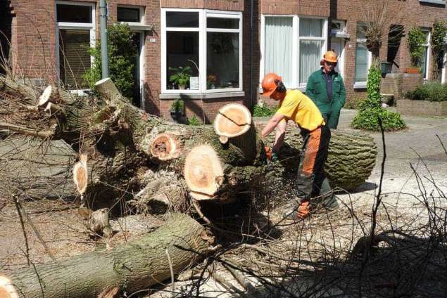 Boom verwijderen uit achtertuin in Schiedam