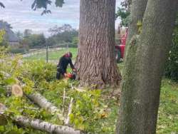 Bomen kappen Kaatsheuvel
