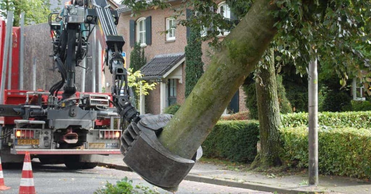 Boom Verwijderen Boom Kappen Stronken Frezen - A Van Spelde Hoveniers