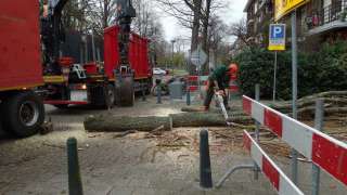 Boom verwijderen Rotterdam