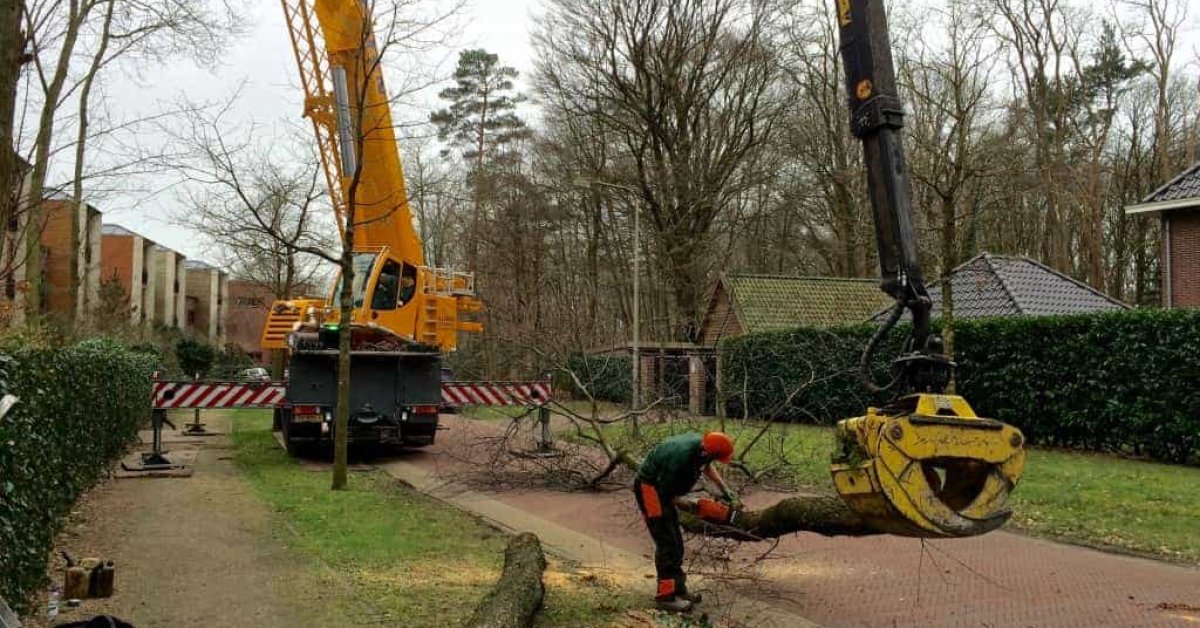 Boom Verwijderen Boom Kappen Stronken Frezen - A Van Spelde Hoveniers