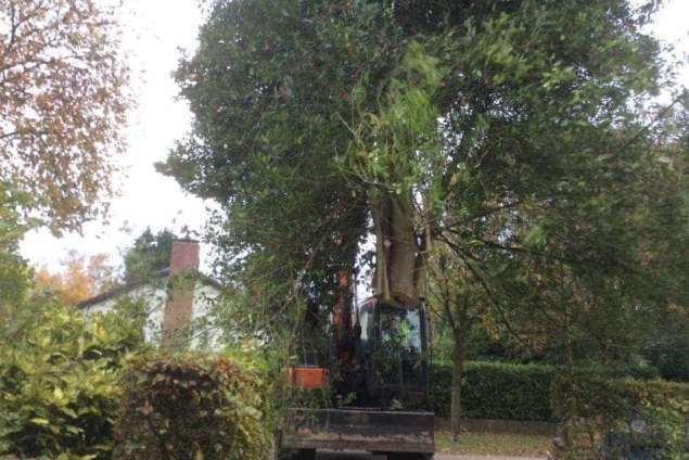 Bomen verwijderen Leersum