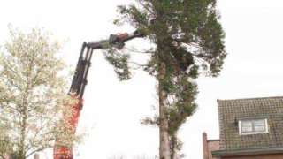 verwijderen bomen Breda