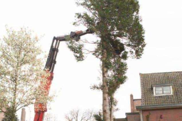 verwijderen bomen Breda