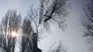 Wilgen bomen toppen Rotterdam